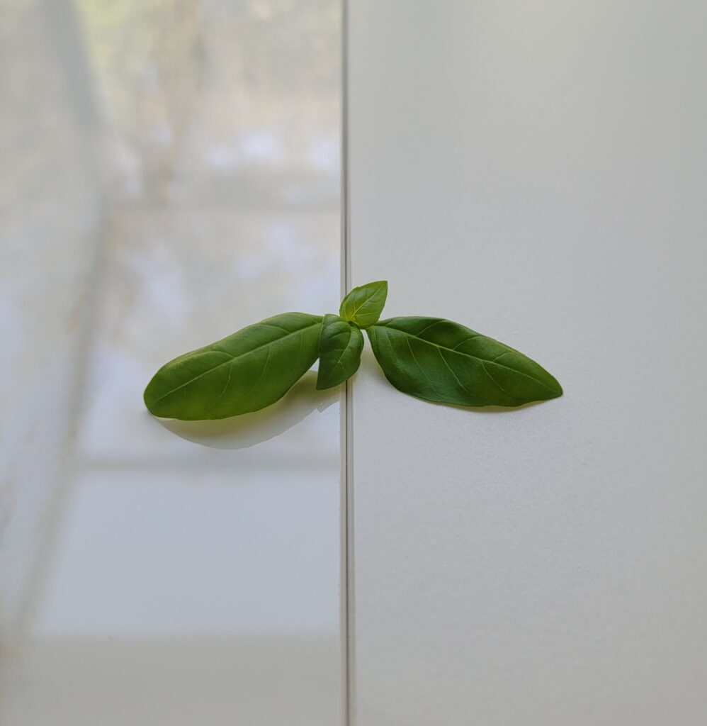 Close-up showing a basil sprig bridging a glossy white surface and a less reflective white surface, visually demonstrating the difference between polished and satin finishes.
