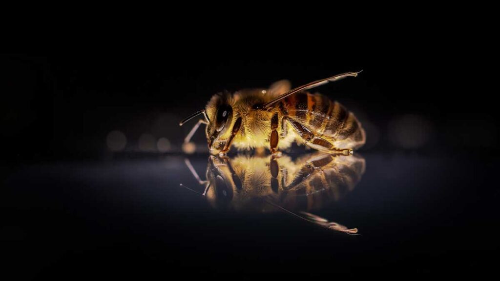 Honey Bee sustainability luz concept 5