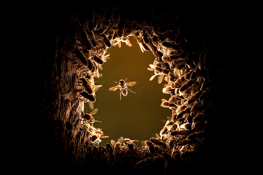 Honey Bee (Apis mellifera), beginning of colonizing a black woodpecker nest cavity / arriving at the nest entrance, view from inside, Germany